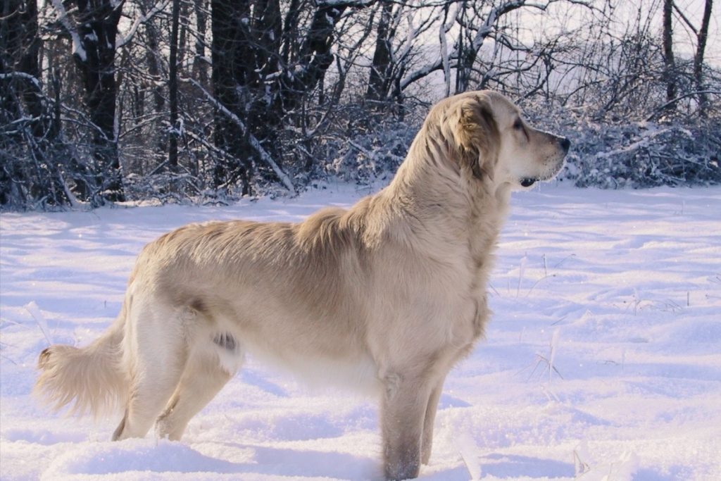 Heller Golden Retriever im Profil im verschneiten Wald, warmes Wintermorgenlicht