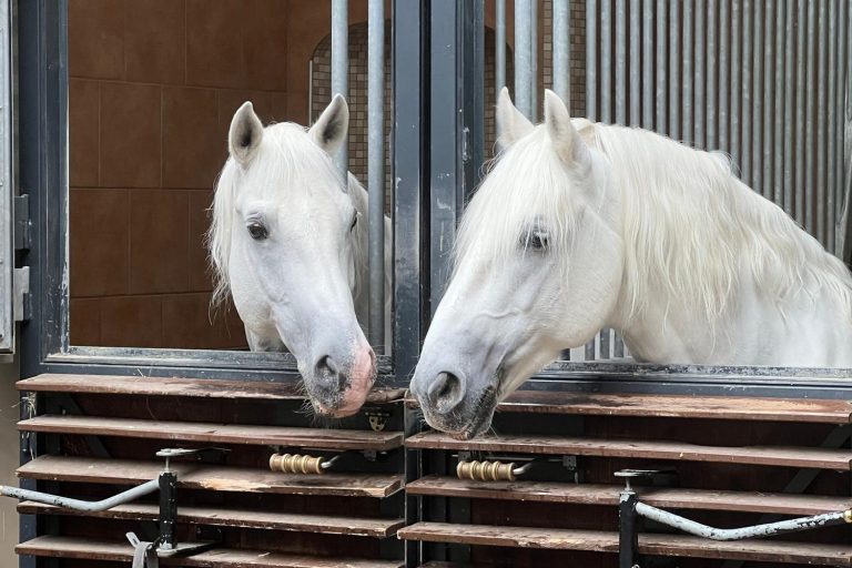 Zwei weiße Lipizzaner schauen aus benachbarten Stallboxen einander an — typische Stallsituation, in der Bioptron-Lichttherapie bei Pferden angewendet wird