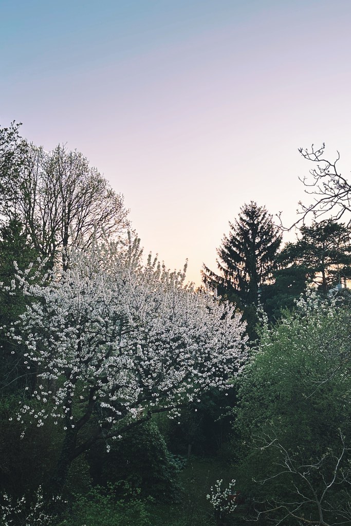 Blühender weißer Kirschbaum vor einem zart rosa-blauen Dämmerungshimmel — der natürliche Rhythmus von Tag und Nacht als Bild für den zirkadianen Rhythmus.