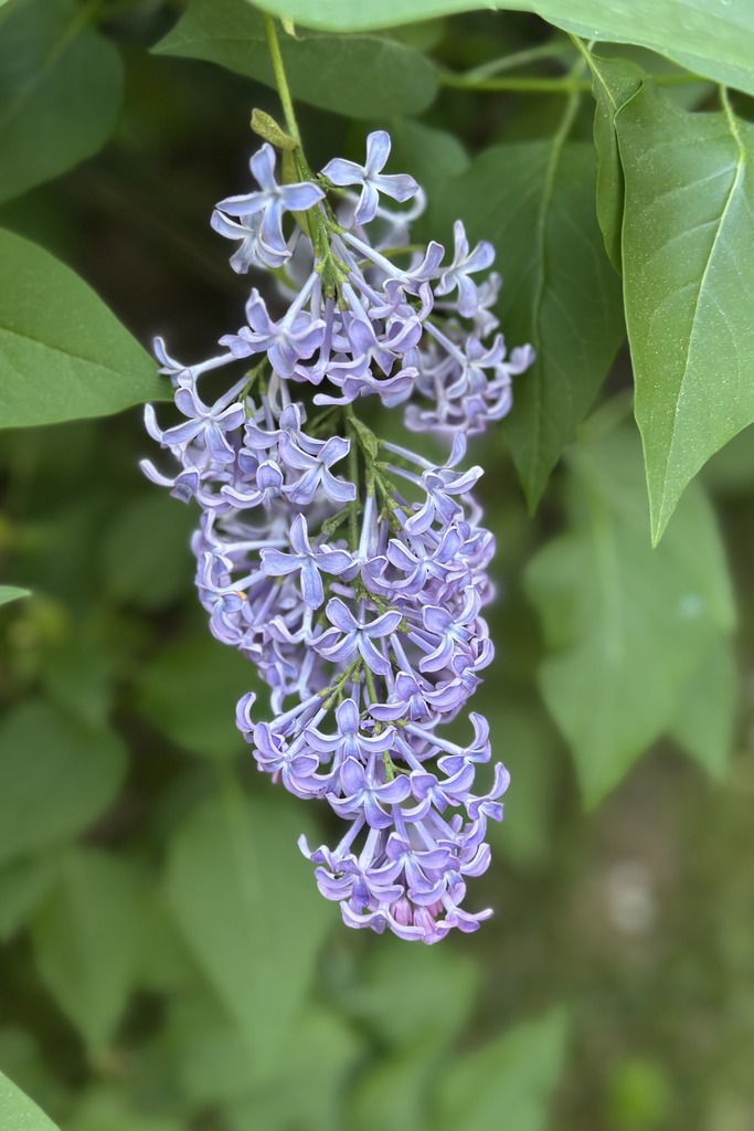 Fliederblüte in zartem Violett vor sattgrünen Blättern