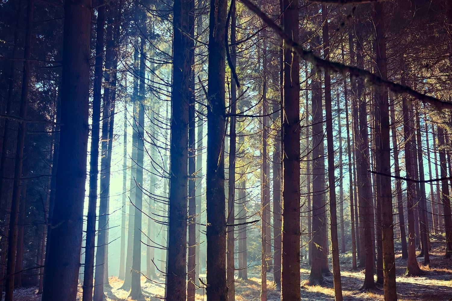Sonnenstrahlen durchfluten einen Winterwald mit verschneitem Boden – Symbol für die heilende Kraft natürlichen Lichts