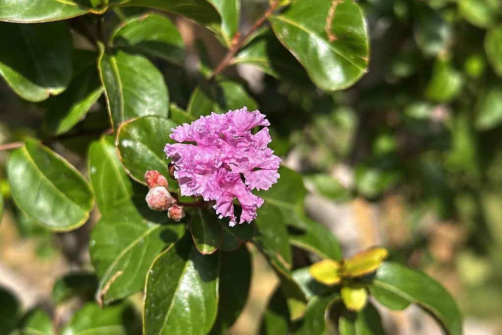 Eine rosa Blüte mit zart gekräuselten Blütenblättern und kleinen Knospen zwischen glänzenden grünen Blättern im Sonnenlicht
